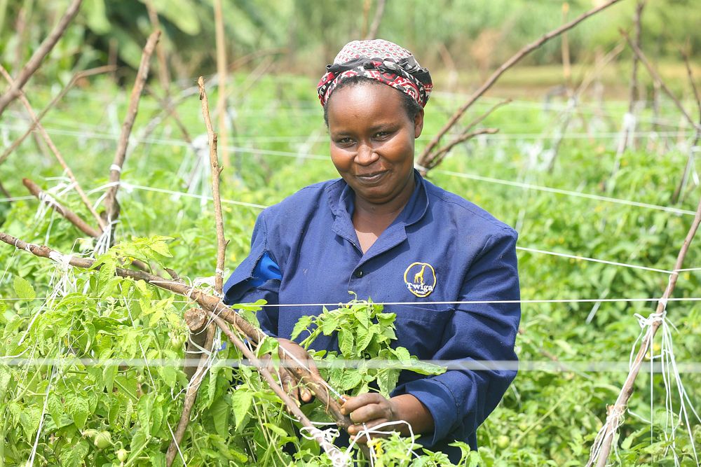 The Hub addressed fundamental challenges in crop production and post-harvest handling. Photo by USAID East Africa Trade and…