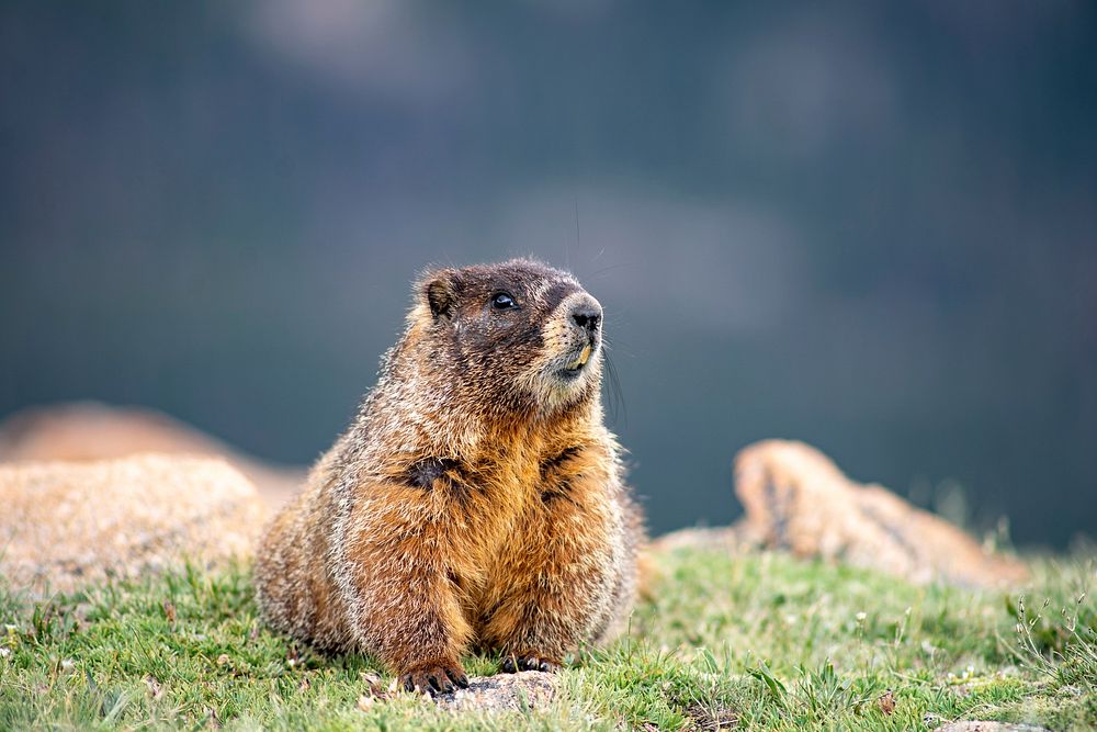 A curious marmot checking out the wildlife at Forest Canyon Overlook, Rocky Mountain National Park Original public domain…