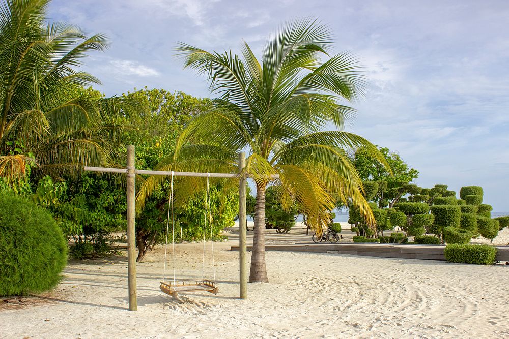 Palm tree, nature background. Free public domain CC0 photo.