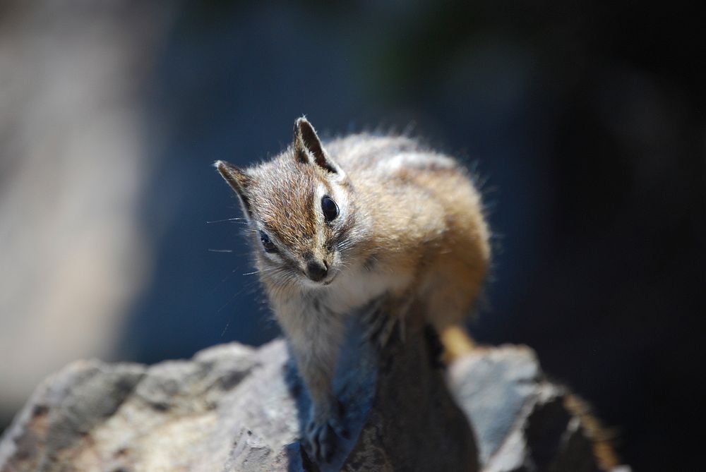 Olympic Chipmunk at Mt Ellinor. Make sure to pack out all food scraps to keep wildlife wild! Photo by Joel Nowack. Original…
