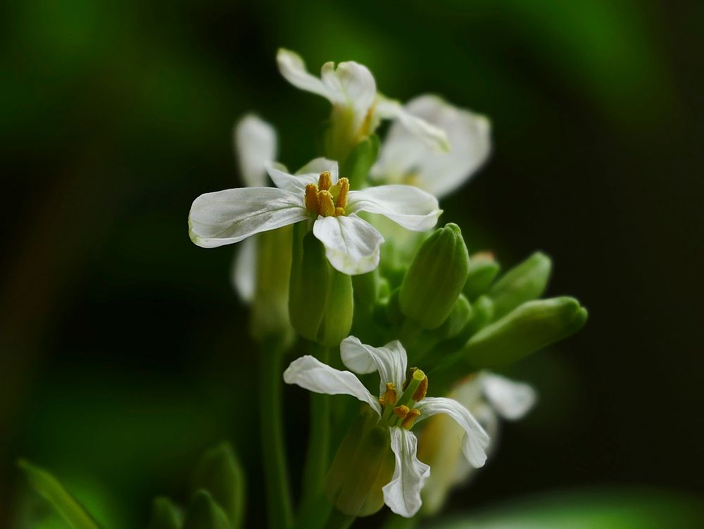 Radish flowers. Free public domain CC0 photo.