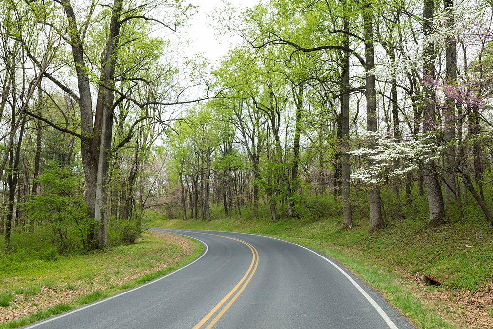 Spring road image. Free public domain CC0 photo.