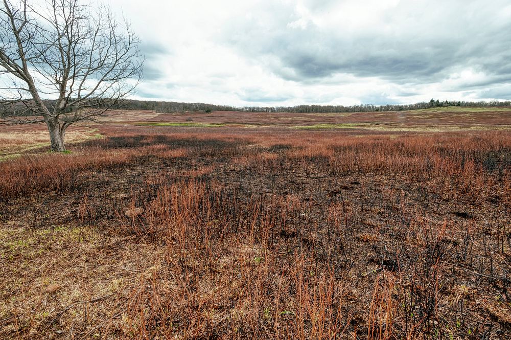 Burnt meadow. Free public domain CC0 photo.