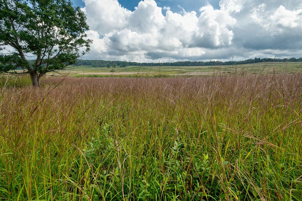 Meadow, nature landscape. Free public domain CC0 photo.