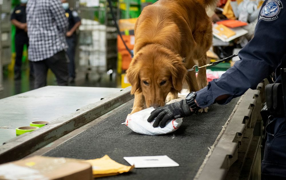 Police dog sniffing packages. Original public domain image from Flickr