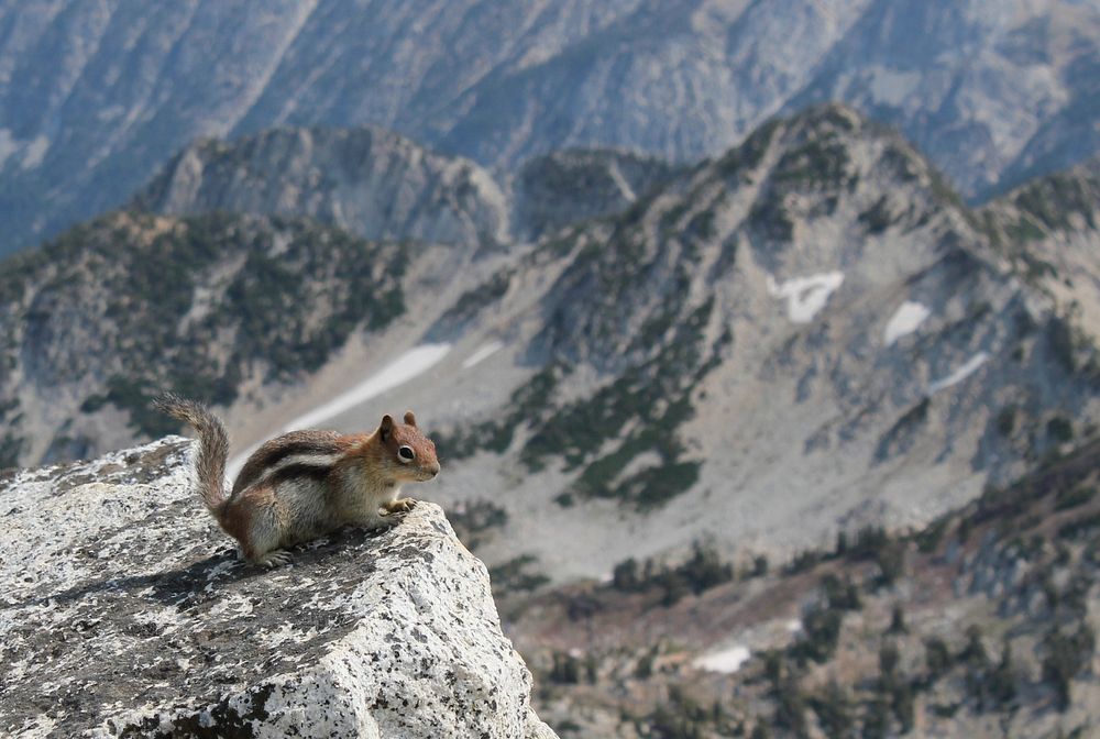 Chipmunk at the summit of Eagle Cap, Eagle Cap Wilderness on the Wallowa-Whitman National Forest. Photo by Matthew Tharp.…