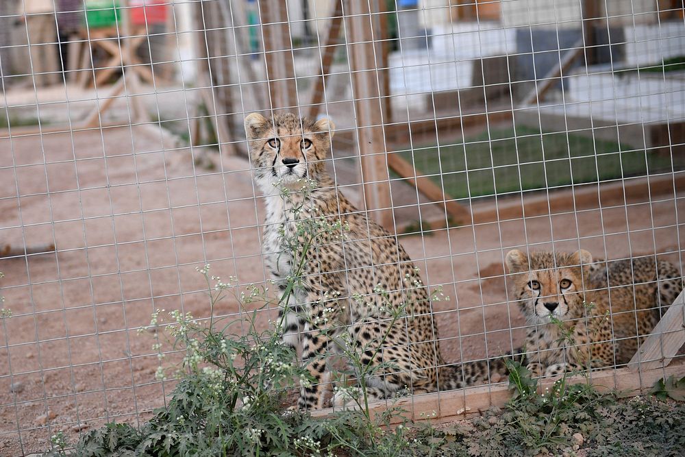 Rescued cheetahs inside cages at an animal shelter in Hargeisa, Somaliland. The cheetahs are rescued from animal smuggling…