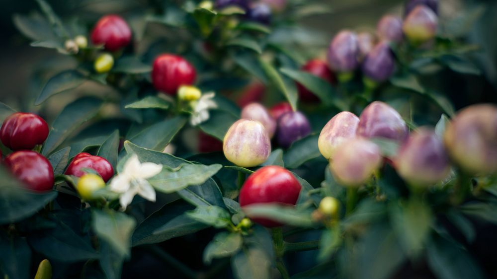 Closeup on plant. Free public domain CC0 image.