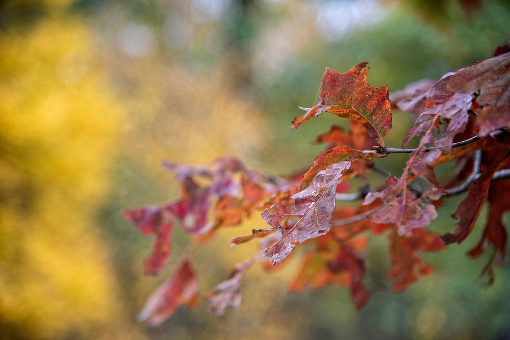 Fall Oak Leaves. Free public domain CC0 photo.