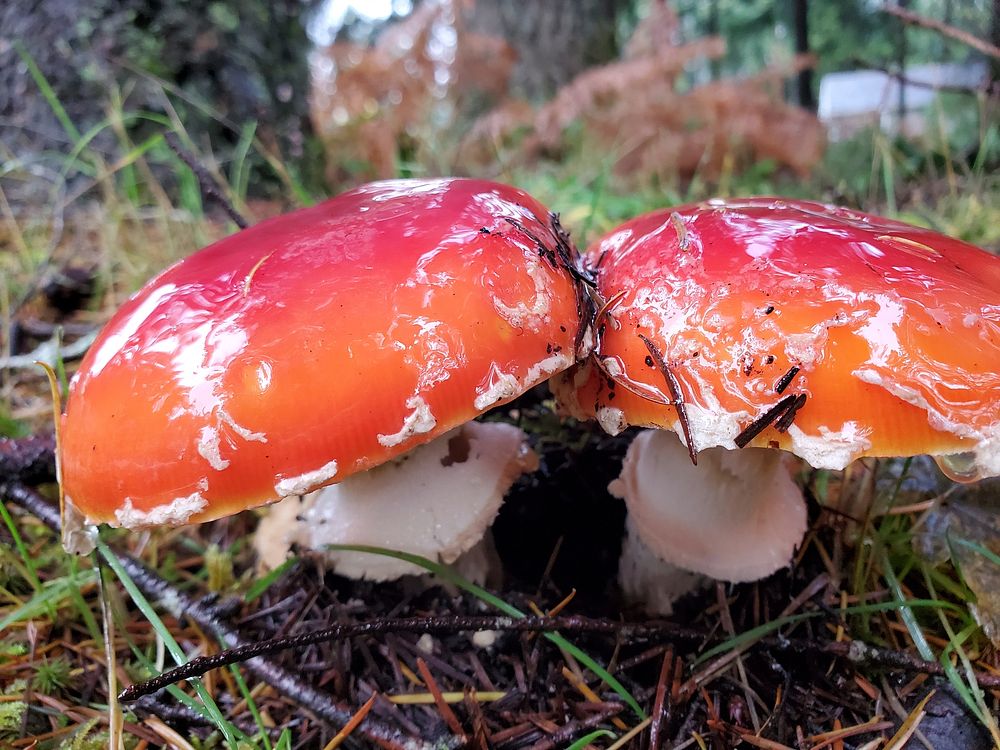 Fly Agaric, Mt. Baker-Snoqualmie National Forest. Photo by Anne Vassar November 19, 2020. Amanita muscaria. Original public…