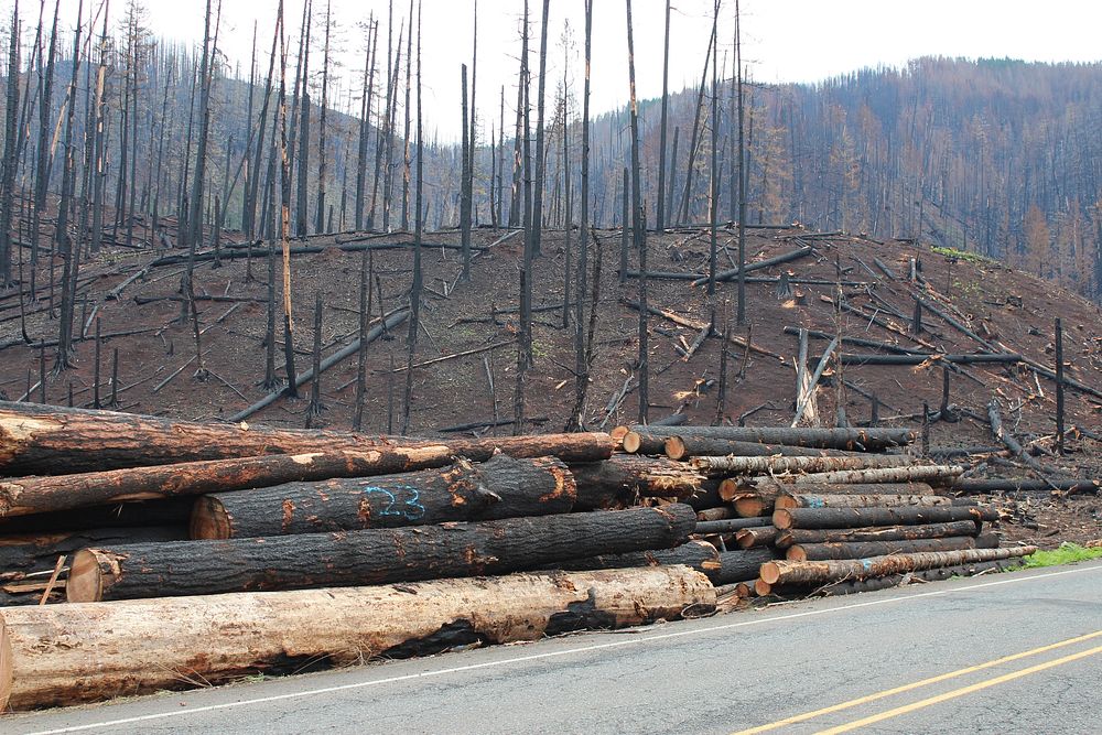 Hazard trees cut along Hwy 224, Mt. Hood National Forest, Collected hazard trees cut along Hwy 224 by ODOT after the…