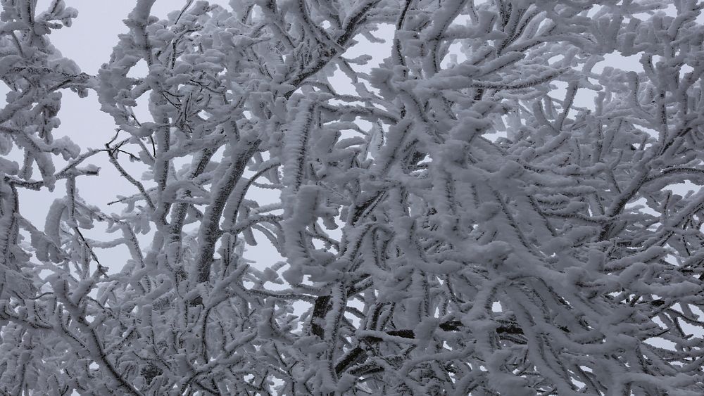 Frozen fog on tree, winter season image. Free public domain CC0 photo.