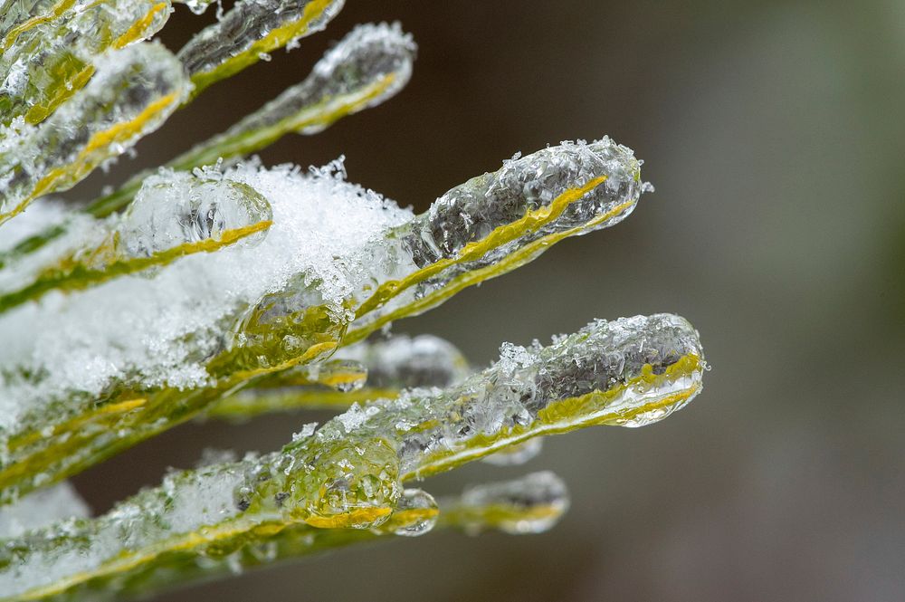 Pine Needles Frozen in Ice. Free public domain CC0 photo.