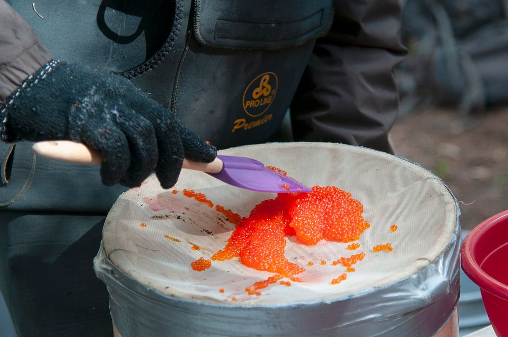 Utah Department of Wildlife Resources process eggs harvested from Colorado River Cutthrout Trout on Dixie National Forest