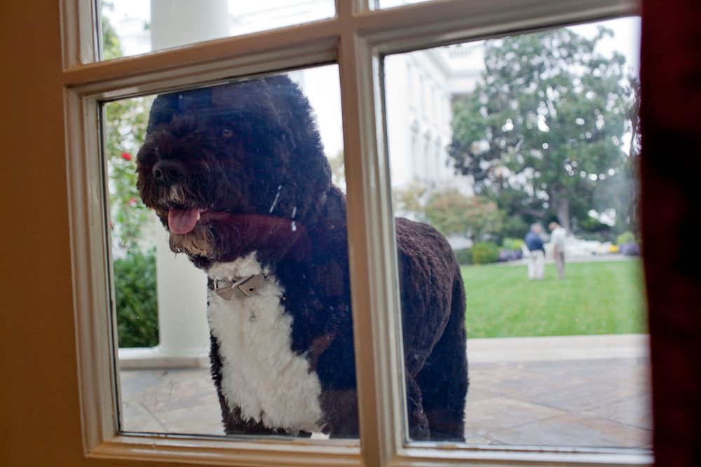 Bo, the Obama family dog, peers into the Outer Oval Office from the White House Colonnade, Oct. 26, 2010.