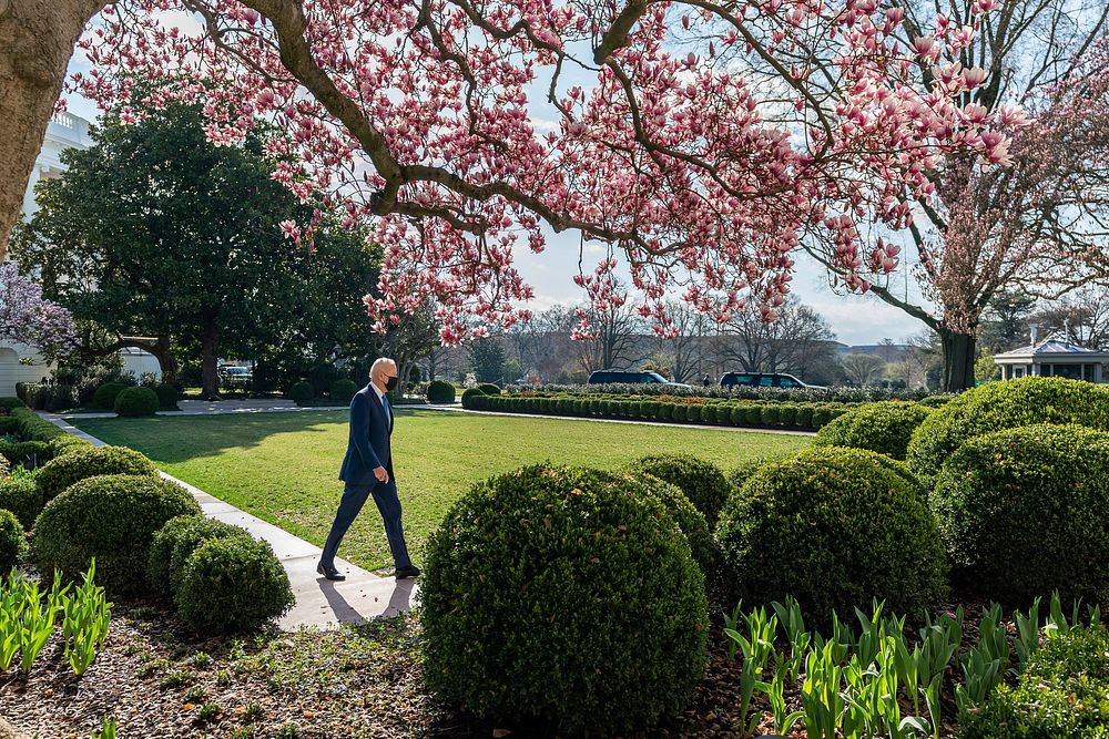 President Joe Biden passes blooming magnolia trees as he walks through the Rose Garden of the White House Friday, March 26…