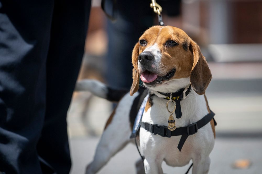 Police dog. Original public domain image from Flickr