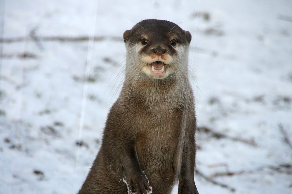 Otter in the SnowI'd forgotten about this one. An otter in the snow at Chester Zoo. Sadly behind a plexi screen, hence…