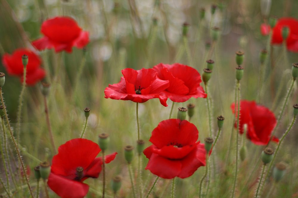 Poppies 2[[Remembrance Day: If you wish to use this image in connection with reporting or promoting anything to do with…