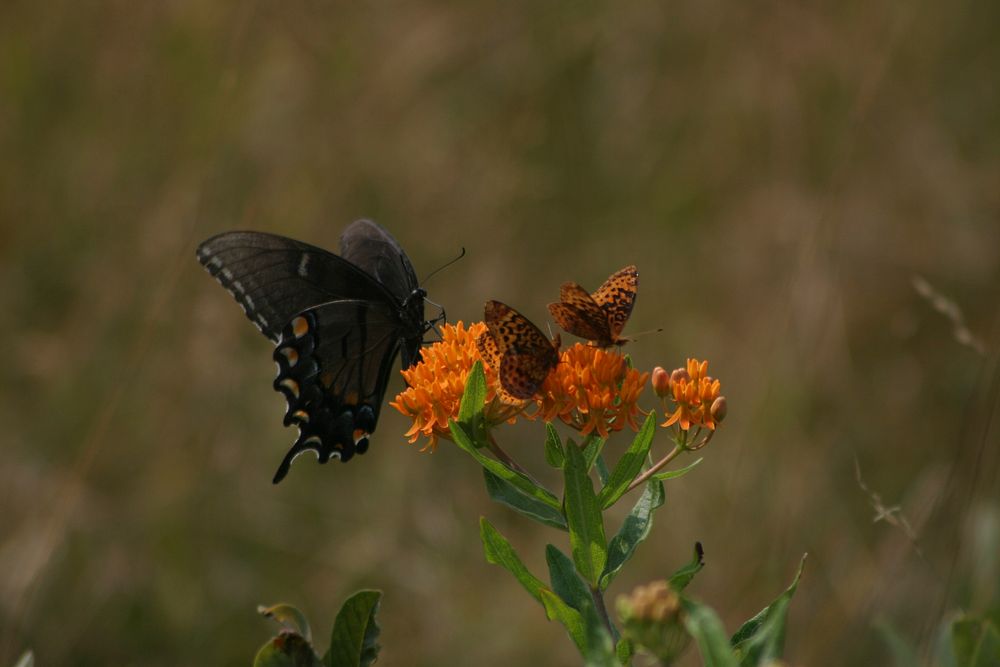 Black butterfly on flower. Free public domain CC0 photo.
