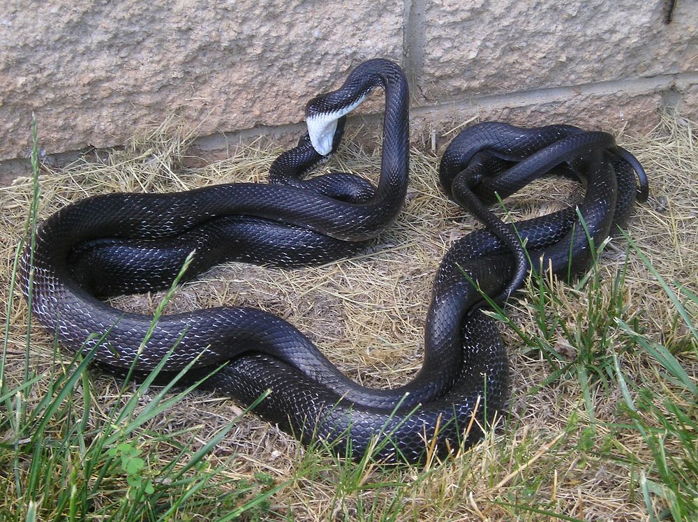 Mating Black Rat Snakes.  Free public domain CC0 image.