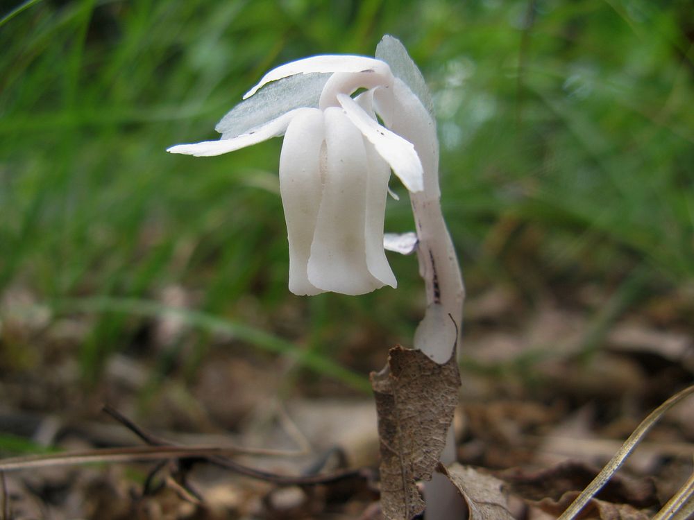 Indian Pipe flower. Free public domain CC0 photo.