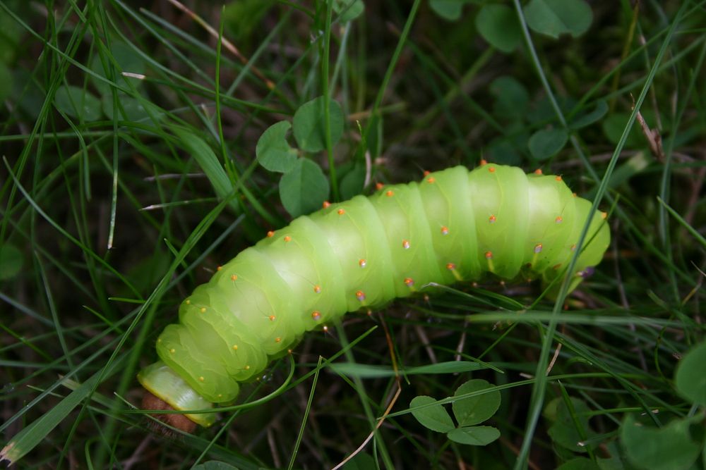 Moth Caterpillar. Free public domain CC0 photo.