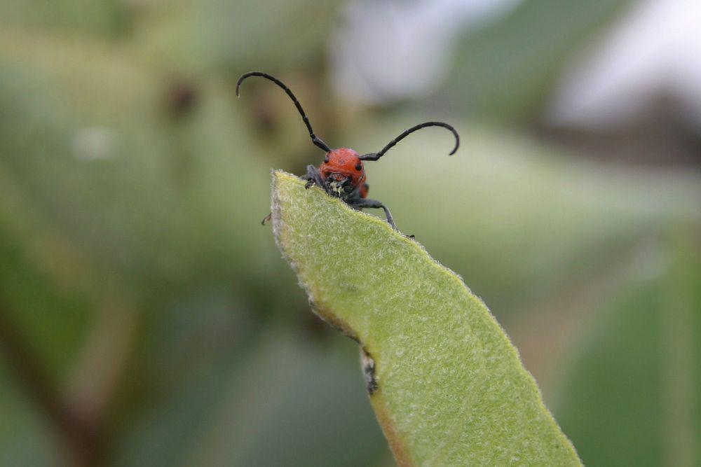 Milkweed Beetle, insect. Free public domain CC0 image.