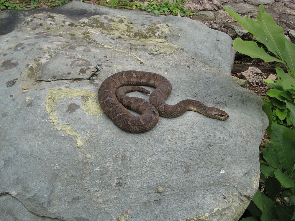 Northern Water Snake on rock. Free public domain CC0 photo.
