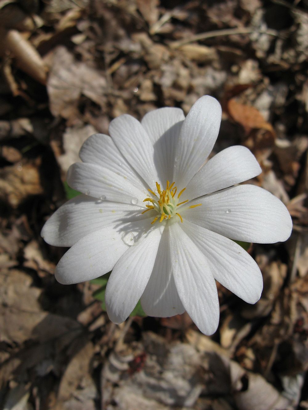 Bloodroot, white flower. Free public domain CC0 photo.