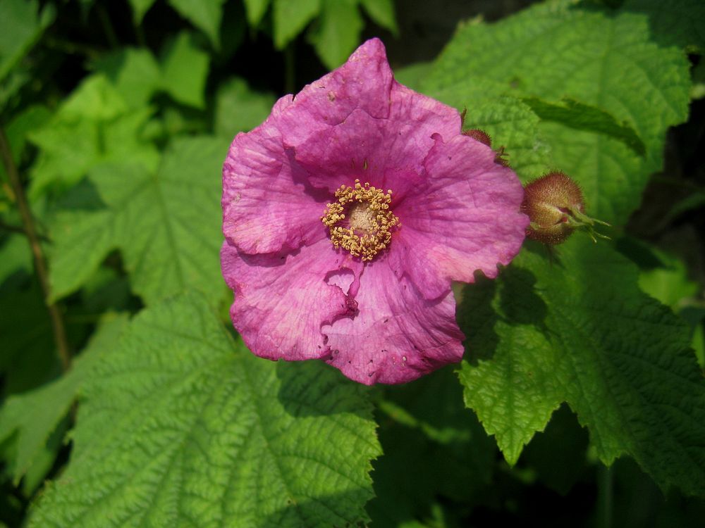 Purple Flowering Raspberry. Free public domain CC0 image.