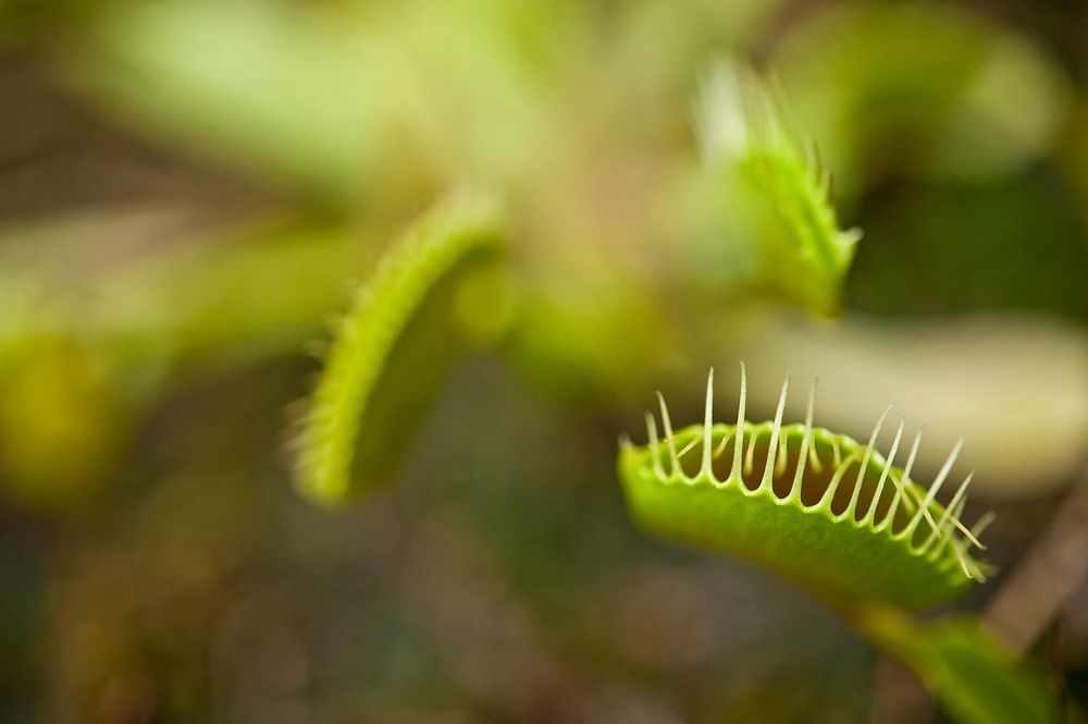 Venus Flytrap at the U.S. Botanic GardenSee the Venus Flytrap (Dionaea muscipula) at the U.S. Botanic Garden. Original…