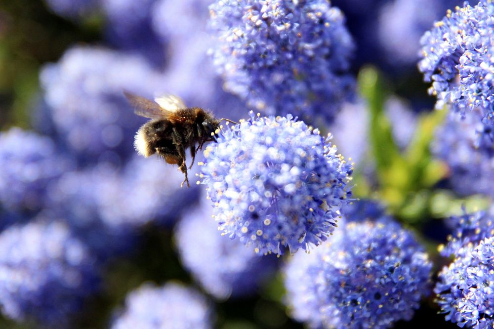 Bee on blue flowers. Original public domain image from Flickr