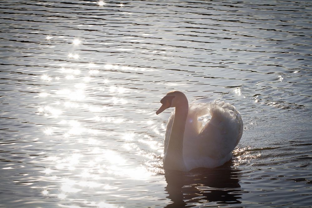 White swan swimming alone. Free public domain CC0 photo.