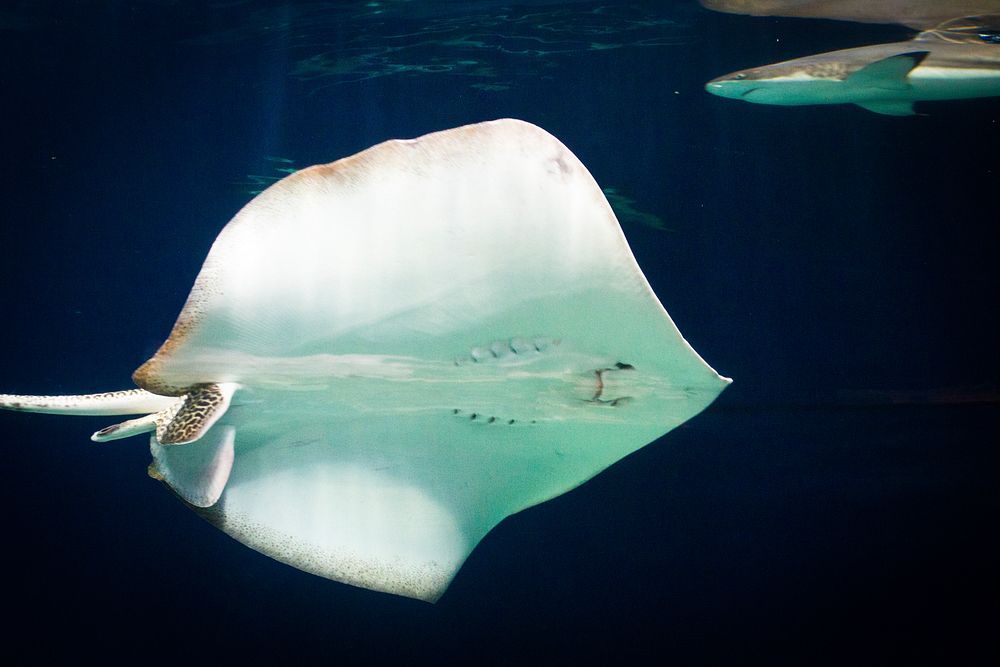 Swimming stingray close up. Free public domain CC0 image.