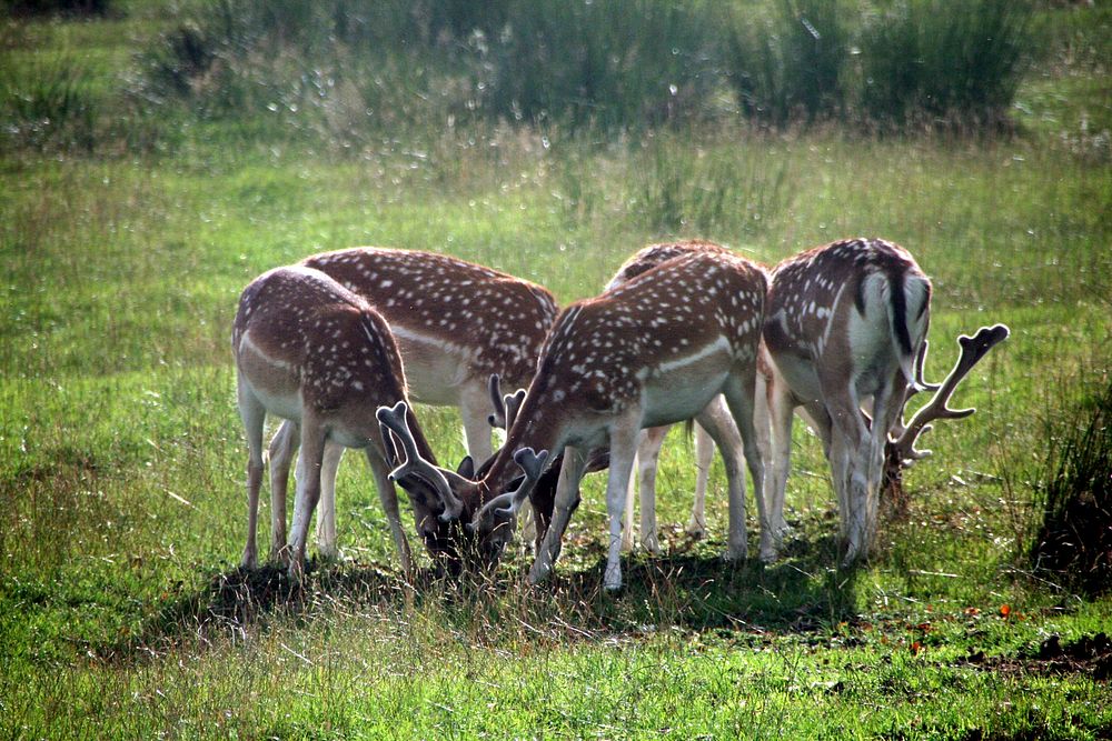 Balloon 13: Horny BuggersWe turned up a little bit before the balloon so we got to see these lovely deer (fallow?) that were…
