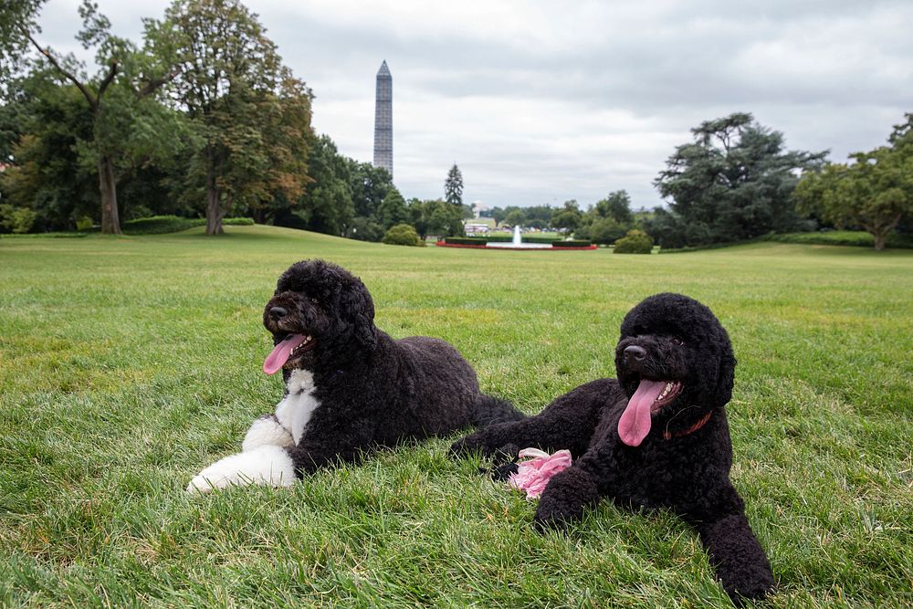 Bo, left, and Sunny, the Obama family dogs, on the South Lawn of the White House, Aug. 19, 2013.