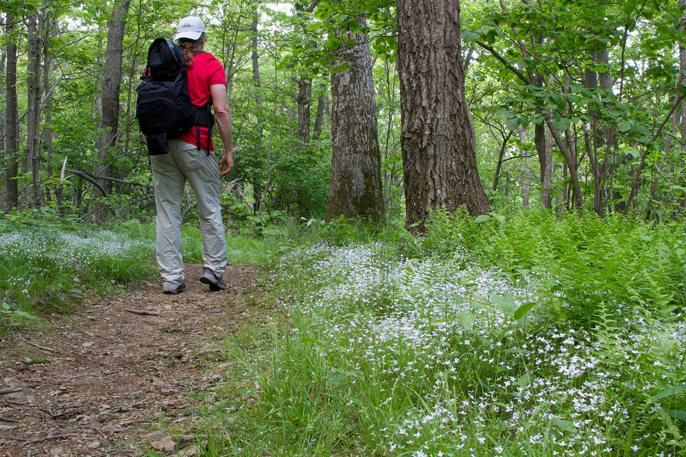 Hiker on the Appalachian Trail. Free public domain CC0 photo.