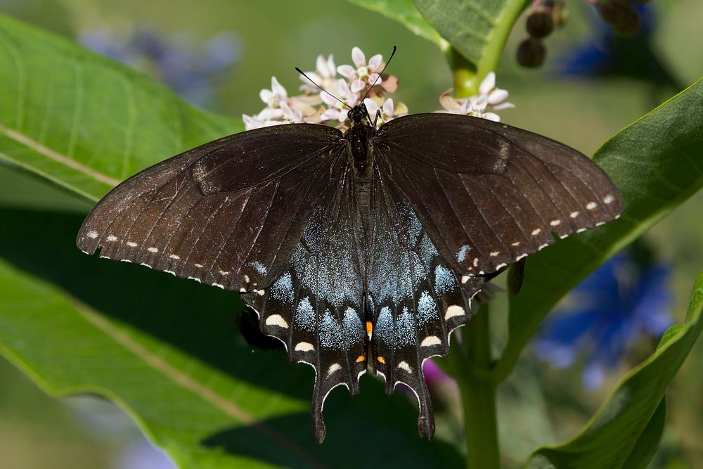 Butterfly, Eastern Tiger Swallowtail, Black | Free Photo - rawpixel