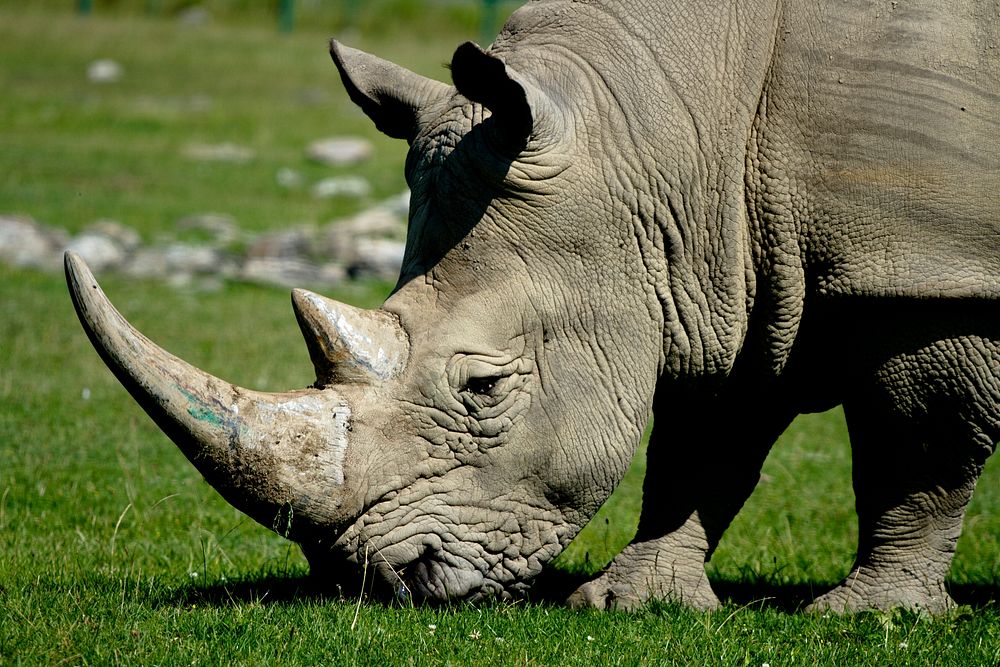 Close up rhino head. Free public domain CC0 photo.