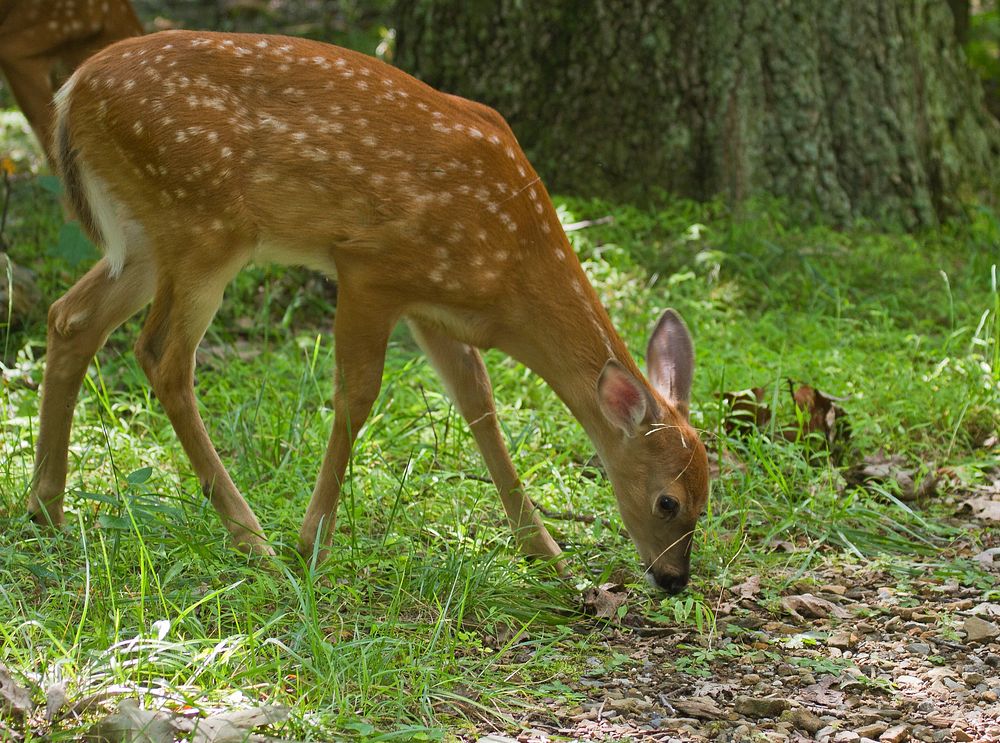 White-tailed deer, fawn grazing. Free public domain CC0 photo.