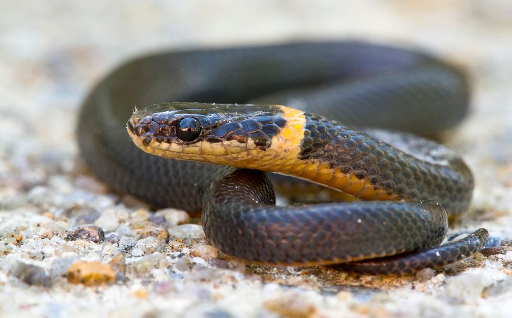 Ringneck Snake, reptile. Free public domain CC0 photo.