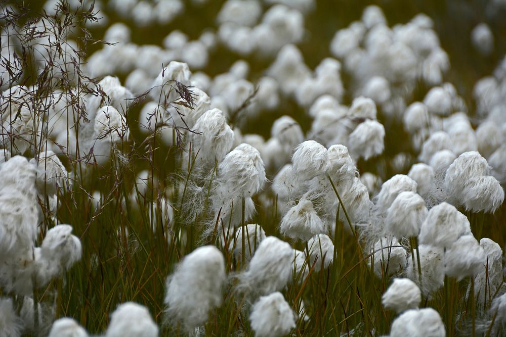 White flower background. Free public domain CC0 photo.