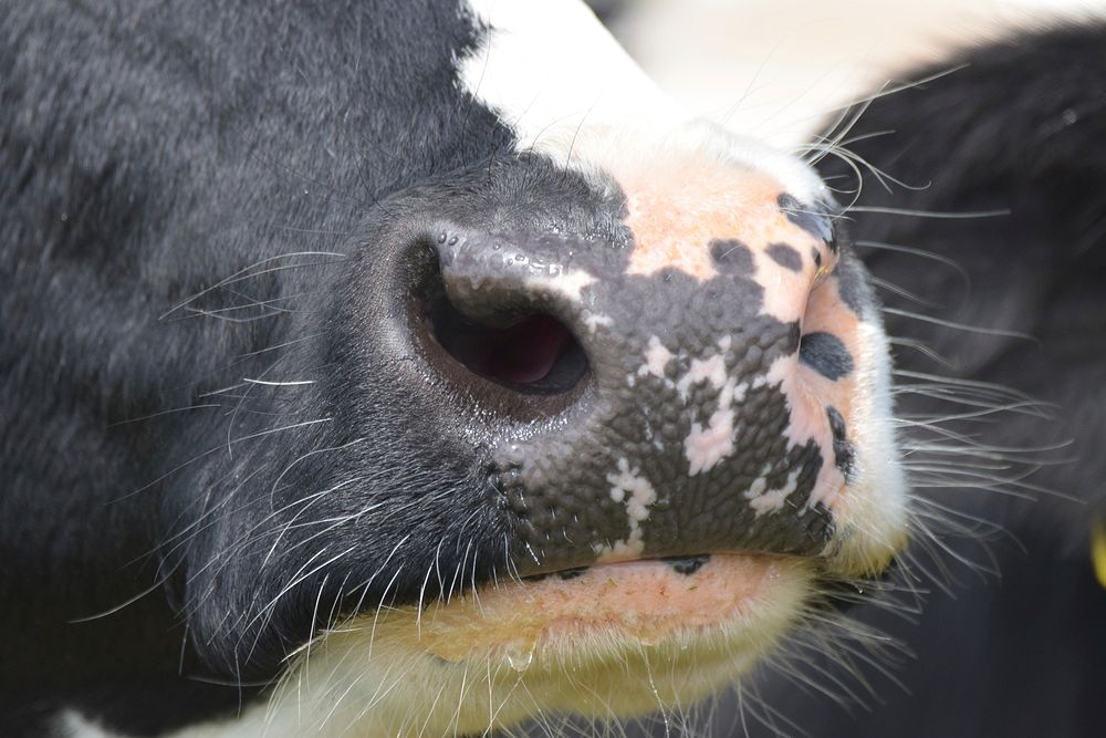 Holstein Friesian cattle, dairy livestock animal. Free public domain CC0 photo.