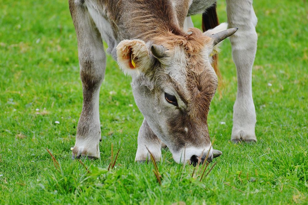 Cattle feeding on grass, livestock animal image. Free public domain CC0 photo.