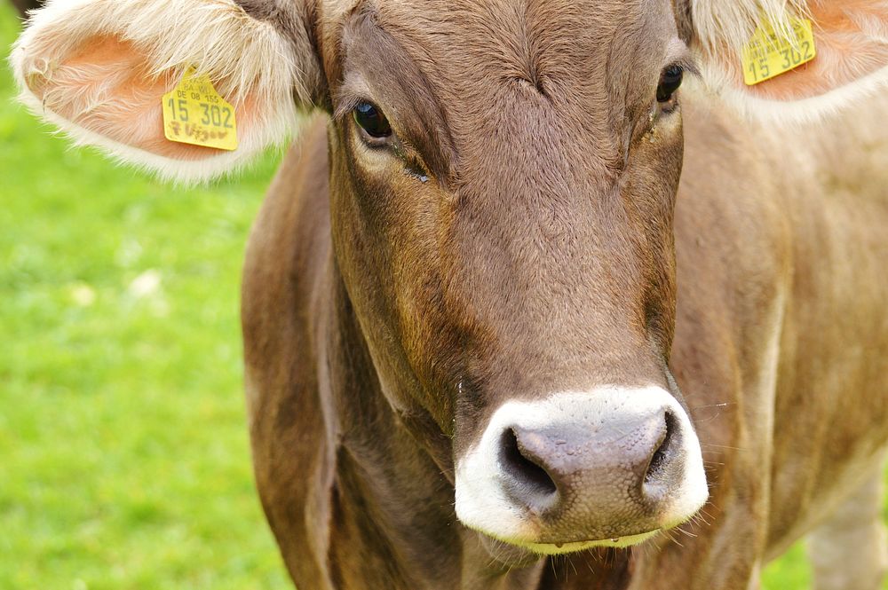 Cow at a farm, agriculture image. Free public domain CC0 photo.