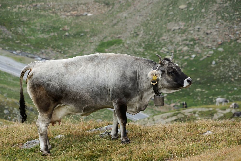 Cow at a farm, agriculture image. Free public domain CC0 photo.