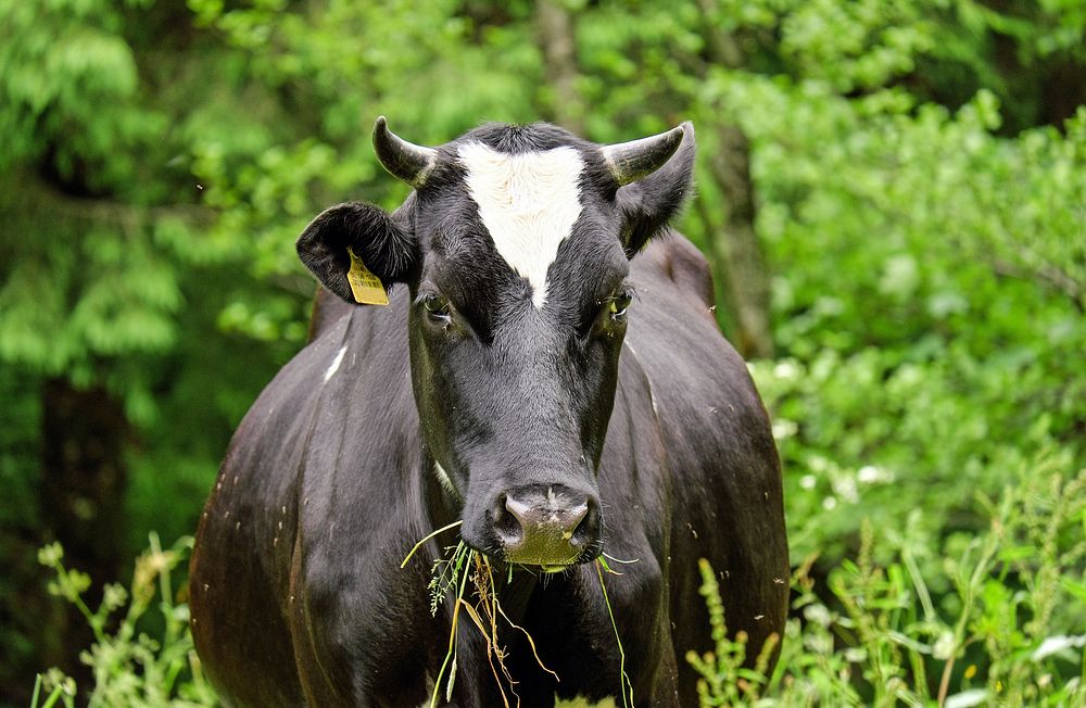 Cow livestock at a farm. Free public domain CC0 image.