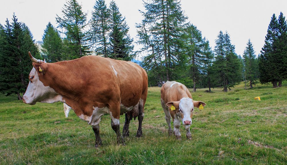Cows at a farm, agriculture photo. Free public domain CC0 image.