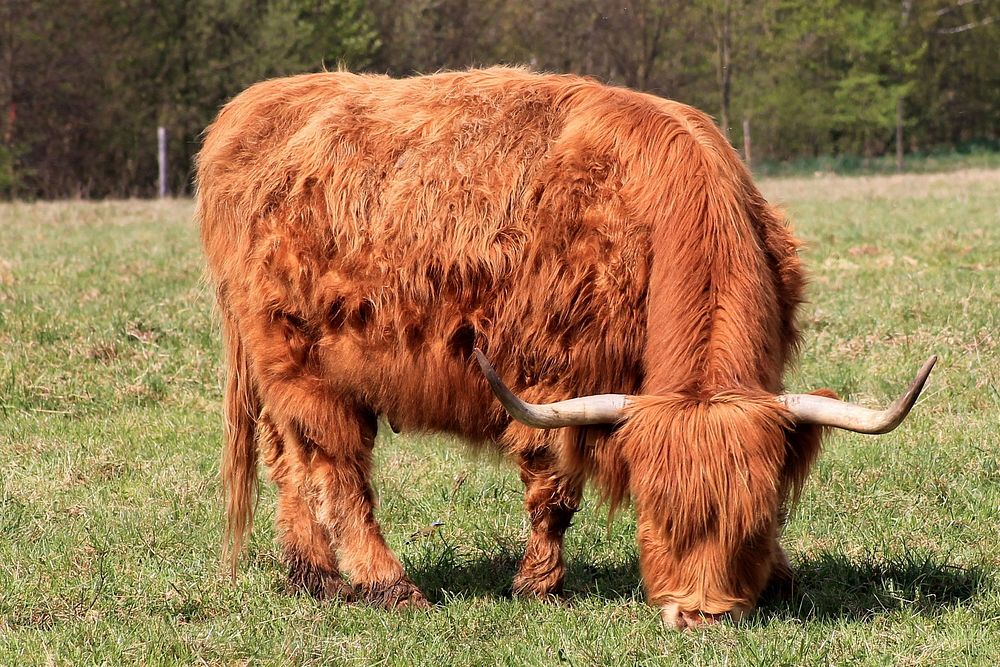 Highland cattle.  Free public domain CC0 image.